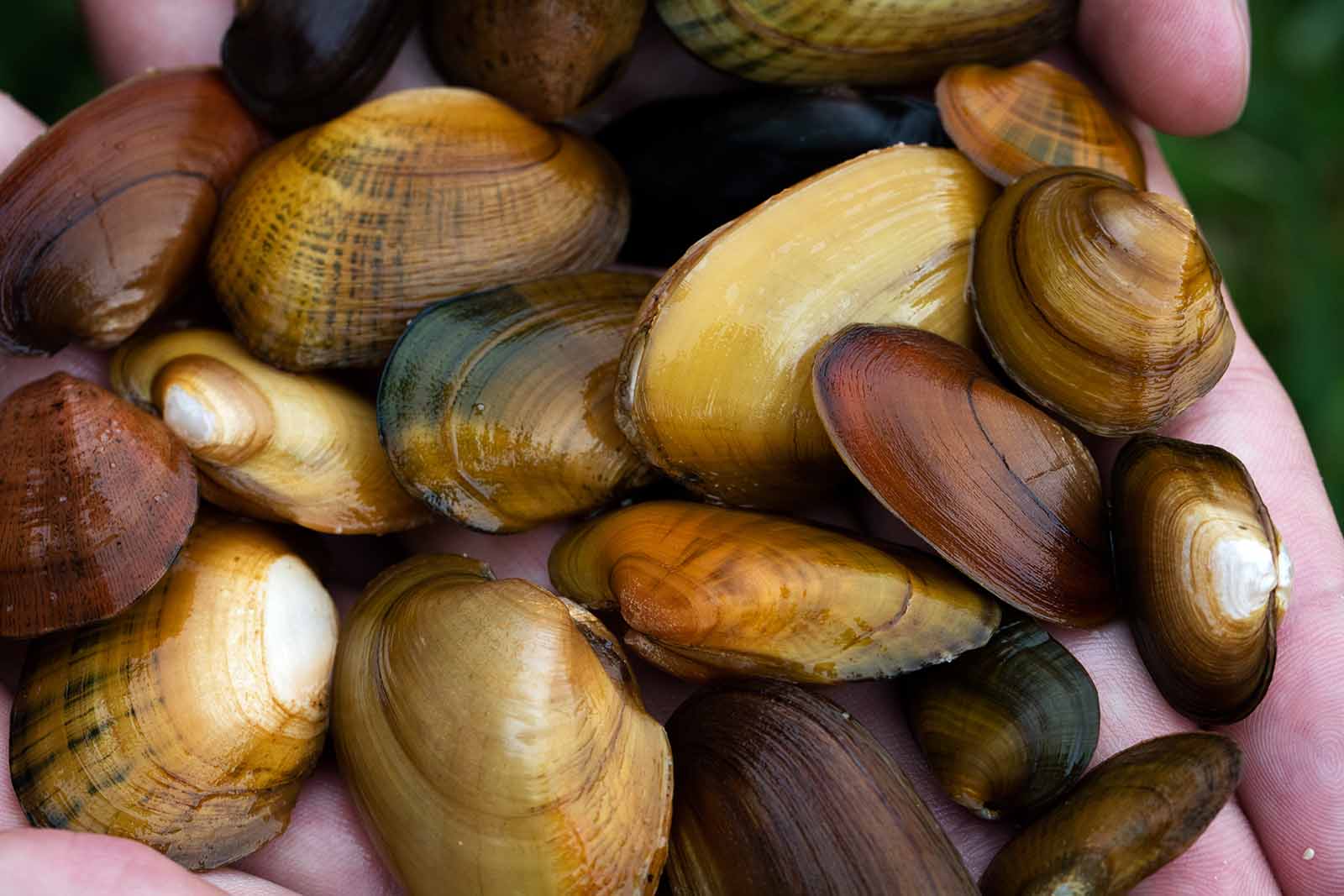 freshwater clam