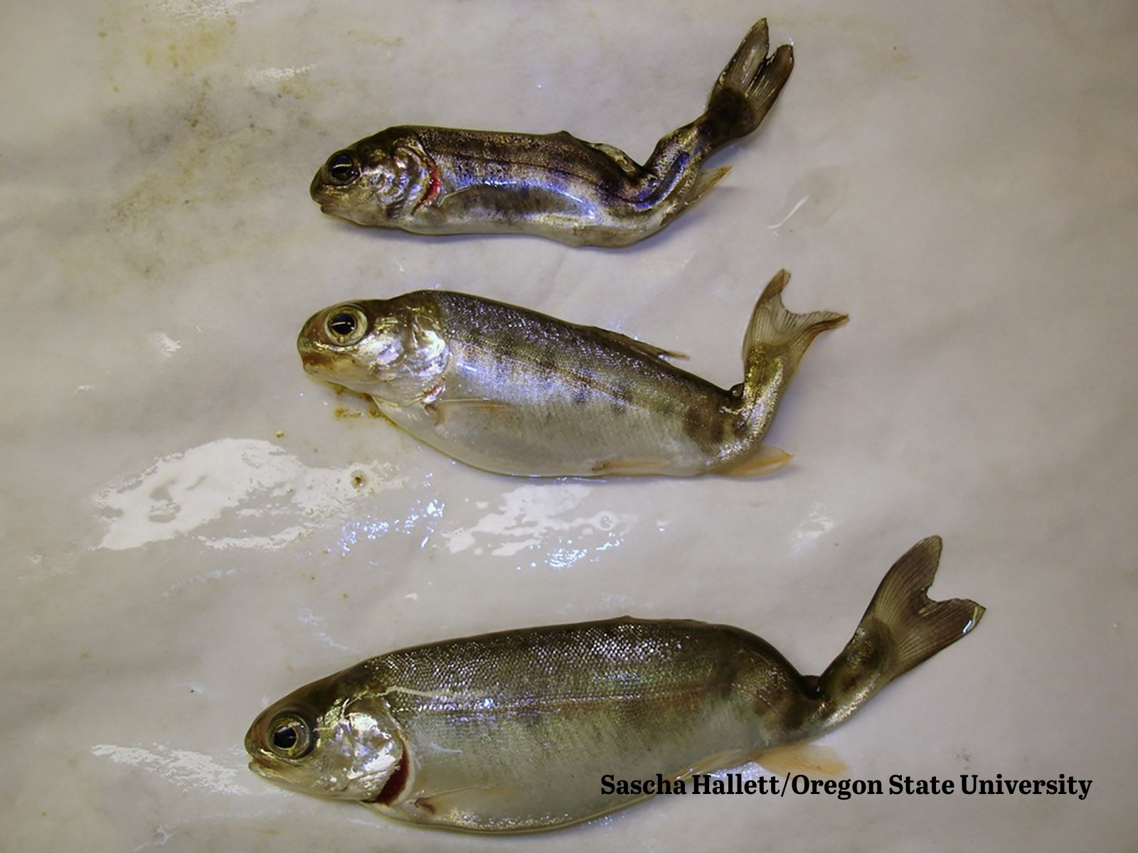 Three small rainbow trout against a white background, displaying the bent, deformed tails symptomatic of whirling disease.