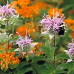 A bee on a wild bergamot flower