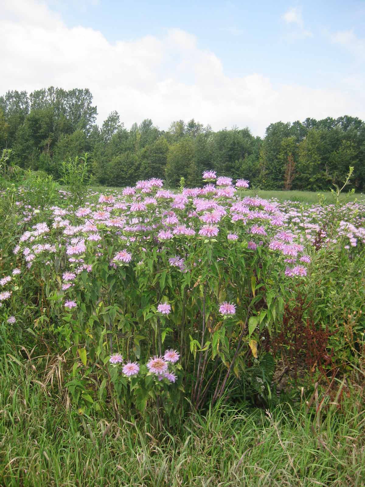 Virginia Blend, Wildflower Seed