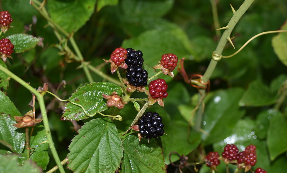 An image of wild blackberries which look akin to wild raspberries but with sharper thorns.