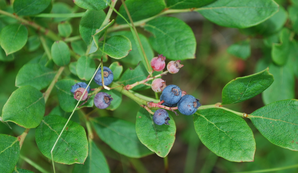 An image of wild blueberries on the bush, when unripe they are small and pink and the leaves are rounded much like that of apple trees.