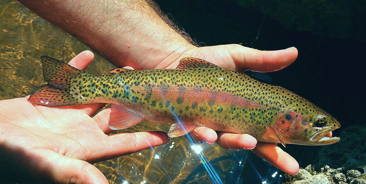An image of a wild rainbow trout with a visible bright pink stripe on it's side, fins and gill cover.