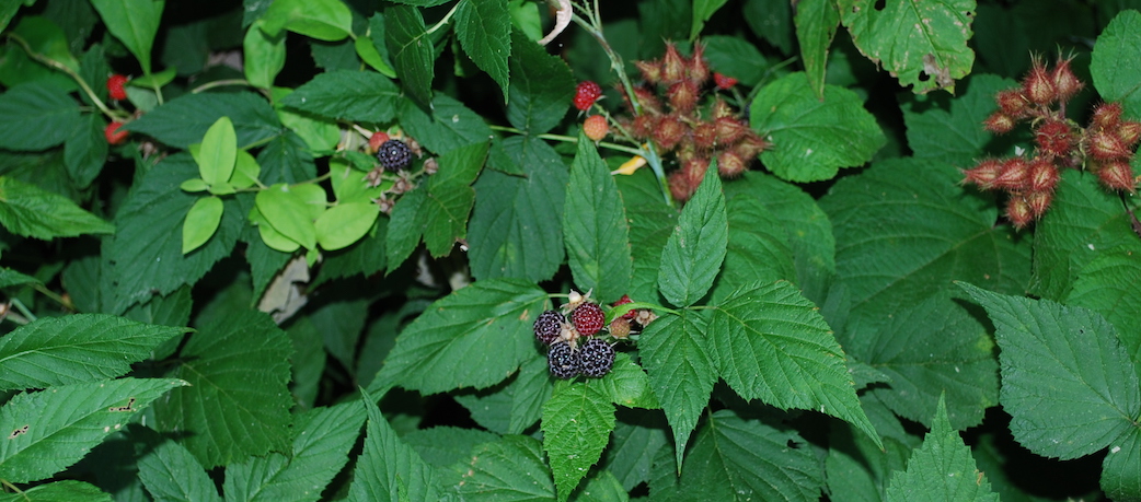 An image depicting wild raspberries upon a bush which unlike their domesticated counterparts turn black when ripe.