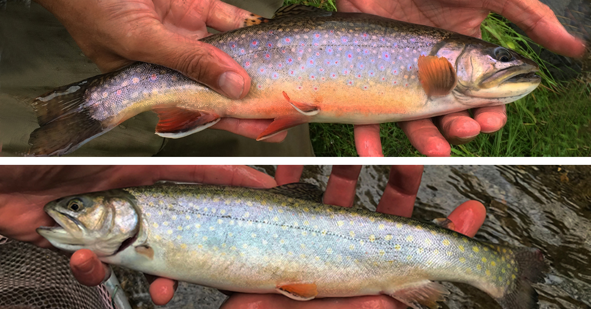 Hatchery reared brown trout