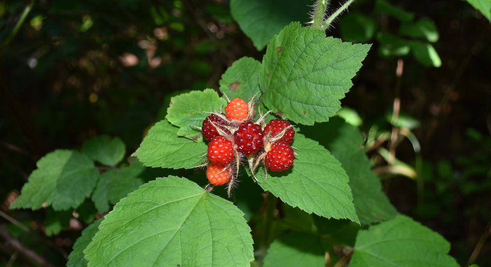 An image of red wineberries on the plant which look akin to unripe blackberries but the bushes have wider leaves and smaller thorns.