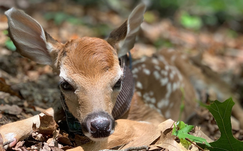 The Virginia Appalachian Deer Study Understanding Population Dynamics