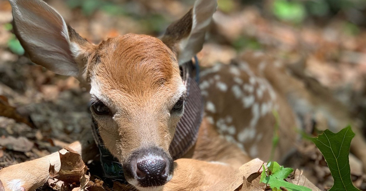 Rise in deer-related crashes in Virginia prompts warning to drivers