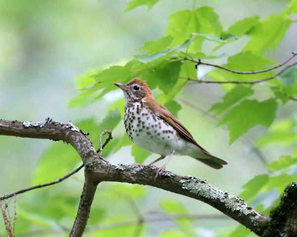 An image of a wood thrush on a branch