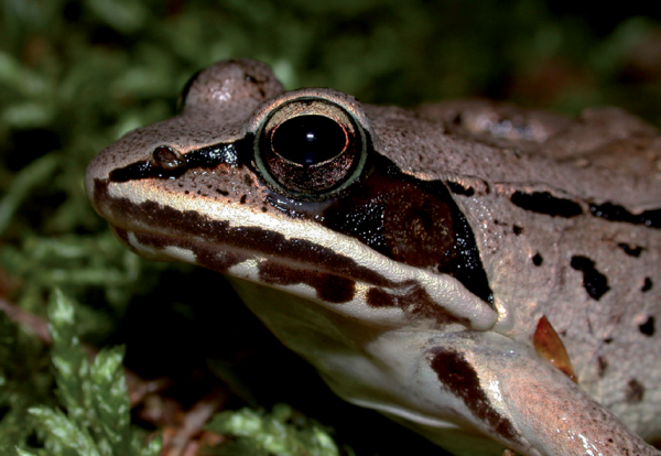 An image of Wood Frog