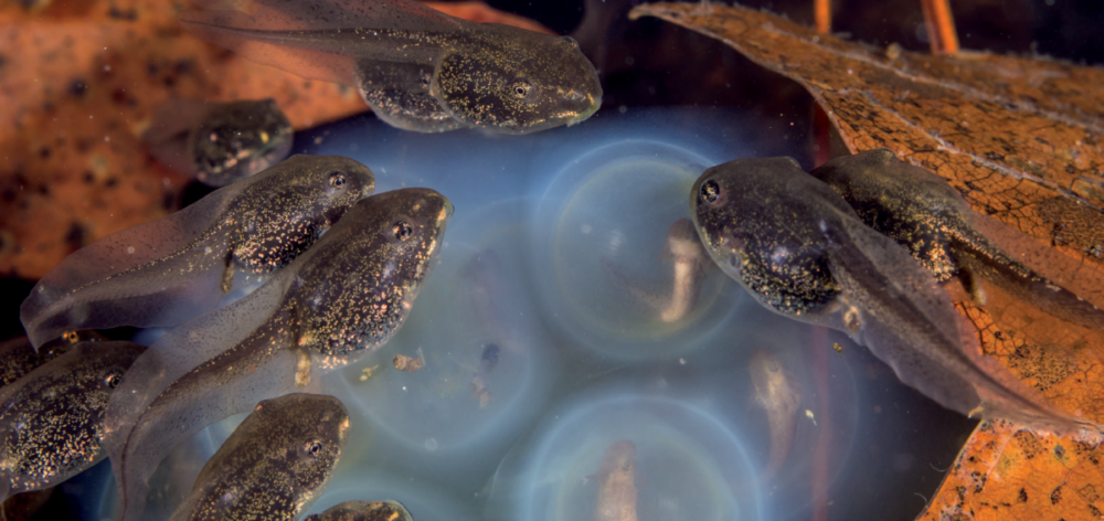 An image of wood frog tadpoles and eggs