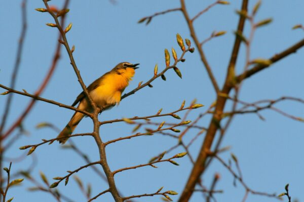 A yellow breasted chat on a tree