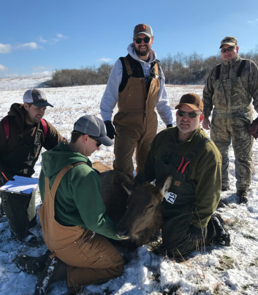 An image of a group of biologists in a snowy meadow tagging a cow elk (number 715)