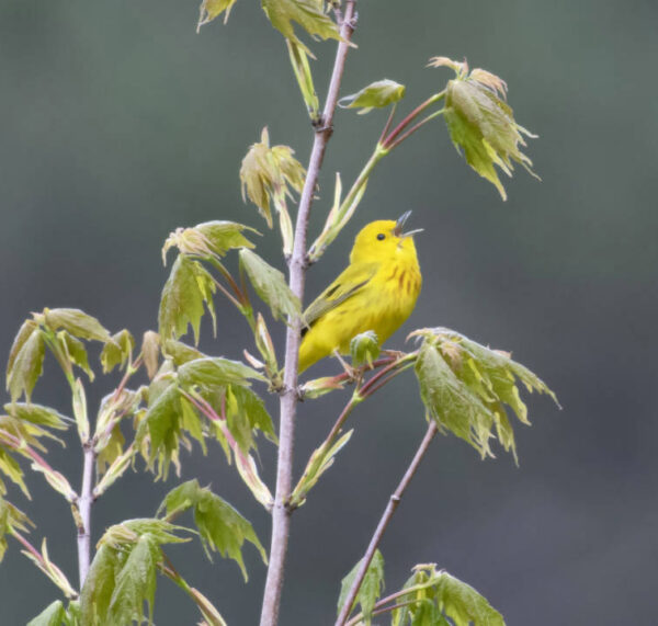 An image of a yellow warbler; a small songbird with yellow plumage that has an green-grey tinge on it's wings and tail and a spattering of orange dapples on it's chest sitting on a maple tree.