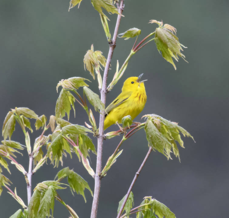 Birding Warbler Road in the Blue Ridge Mountains | Virginia DWR