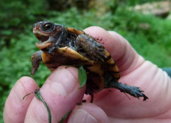 A young Woodland Box Turtle. ©Photo by Alicia Lafever - U.S. National Park Service.