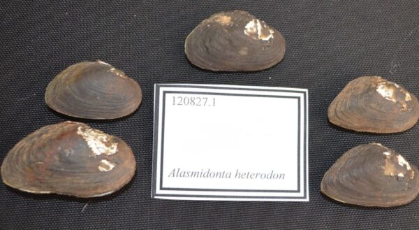 An image of Dwarf Wedgemussel