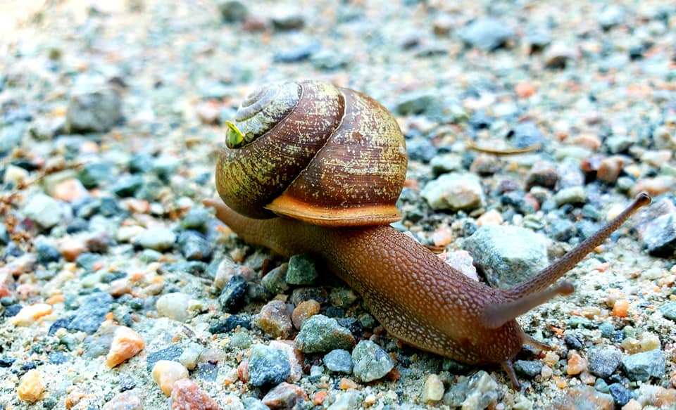 An image of a snail with an orange snail wandering down a gravel path