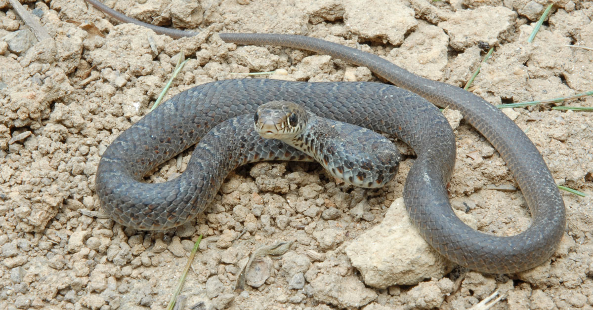 It's Baby Snake Season!