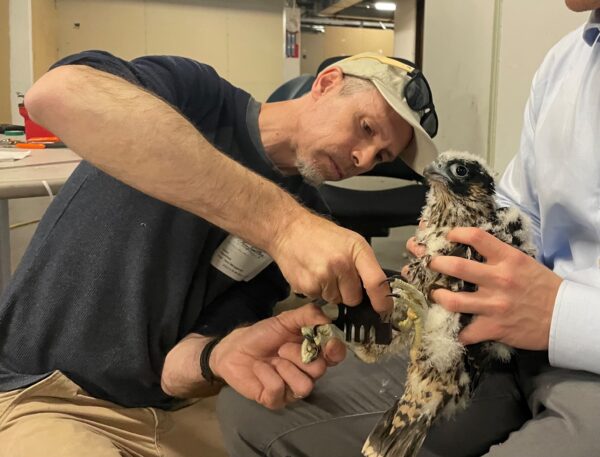 Nongame Bird Conservation Biologist, Sergio Harding, gauges a peregrine chick's leg to determine what size band it should receive.