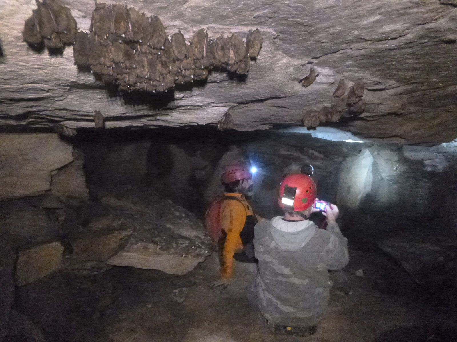 An image of biologists in cave counting and photographing little brown bats