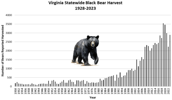 A graph showing Virginia's black bear harvest from 1928 until 2023