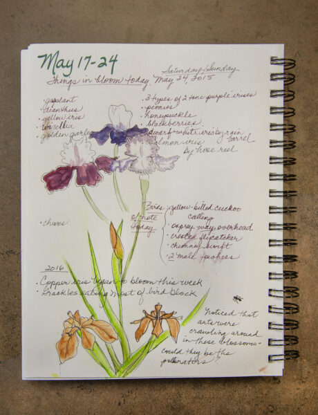An image of a page of the biologist's nature journal, it has watercolor flowers outlines in pen; the date is written in marker and information about the flowers are written in pen.