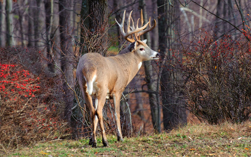 Big Bucks Don’t Just Happen Virginia Dwr