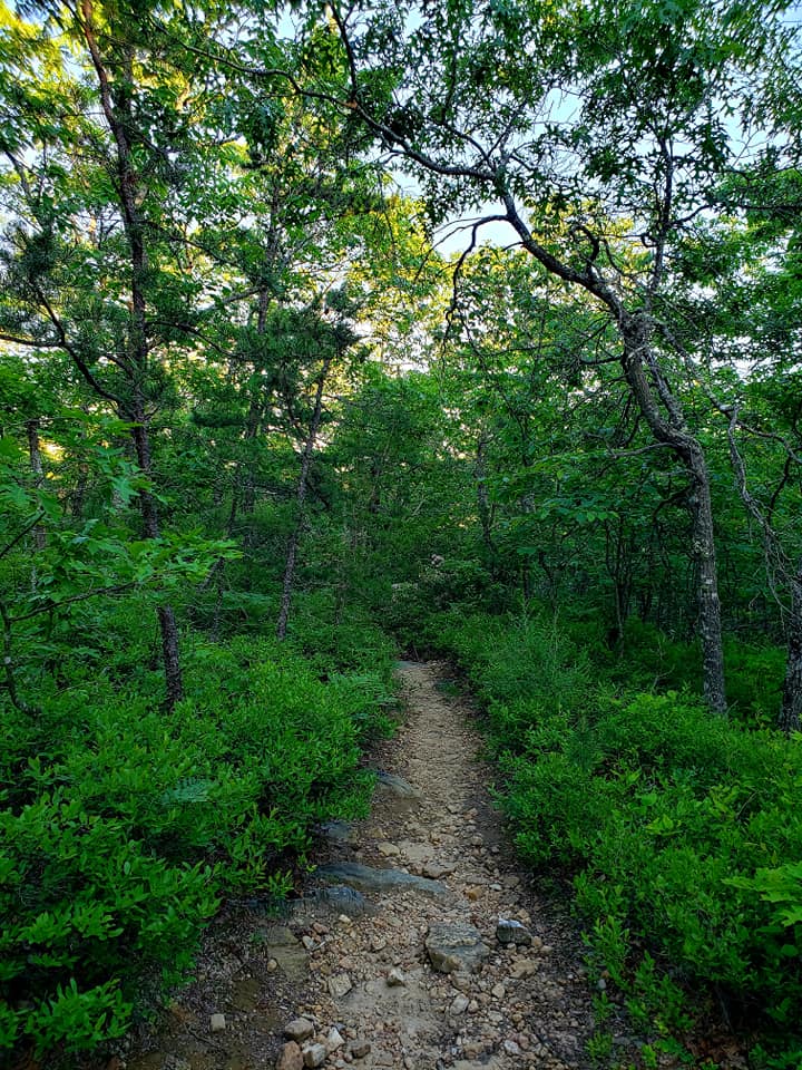 An image of a narrow trail at the Big Survey WMA