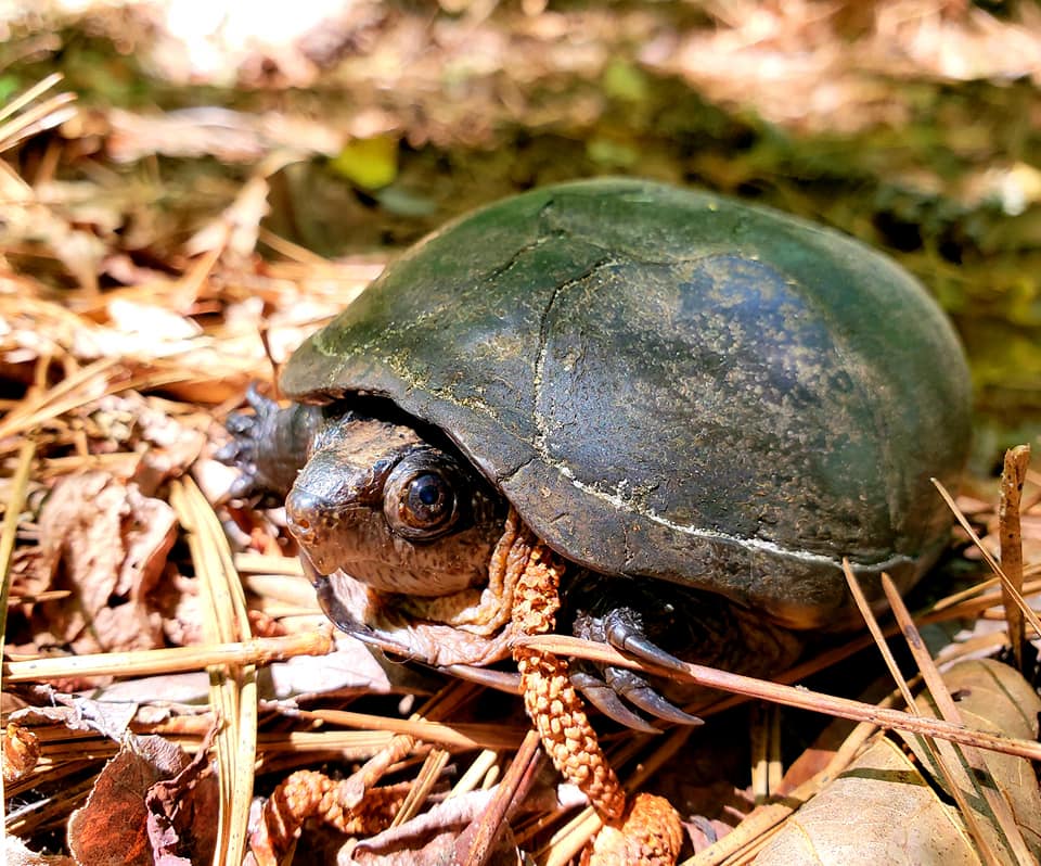 An image of a turtle peeking out of it's shell on the forest floor