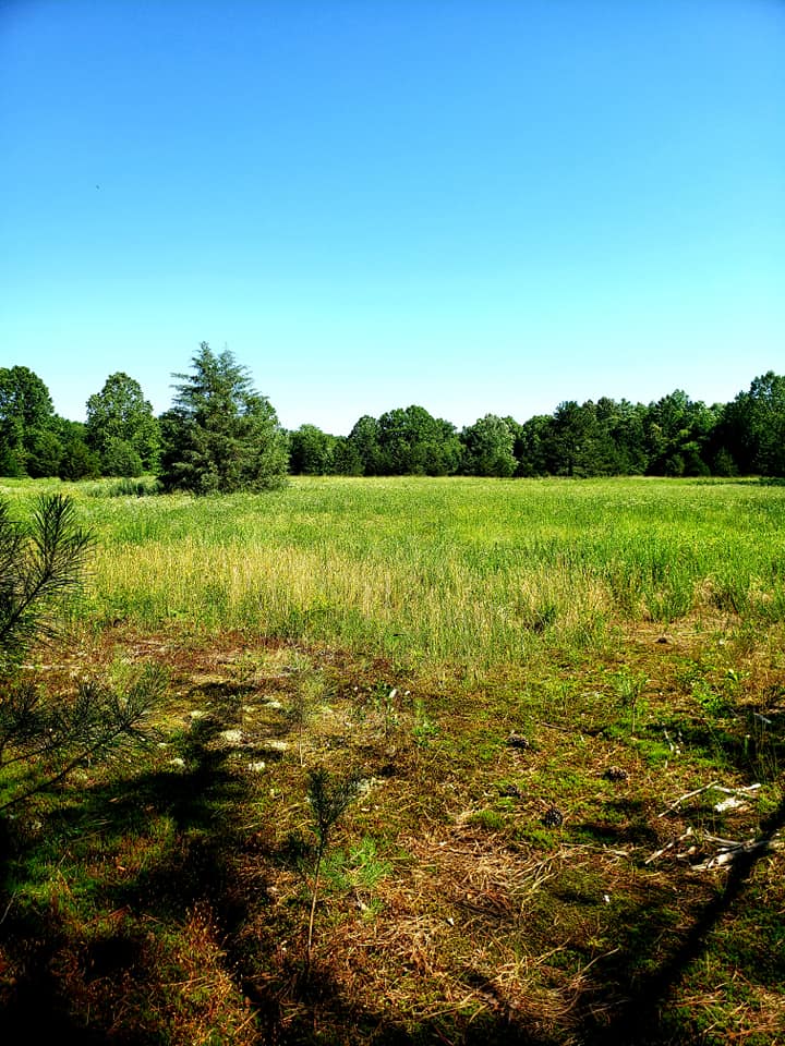 An image of a field in Bob Duncan WMA