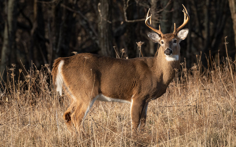 Hunting Virginia DWR