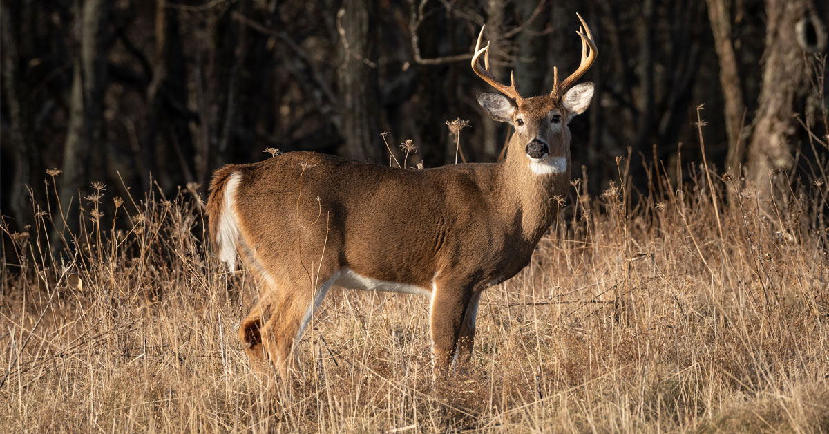 what states allow dogs for deer hunting