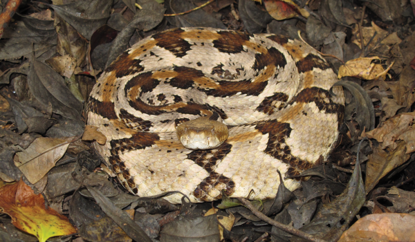 State Endangered Canebrake Rattlesnake. Photo by J.D. Kleopfer.