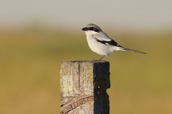 An image of a loggerhead shrike, a small grey bird with black wings and a black band along it's eye