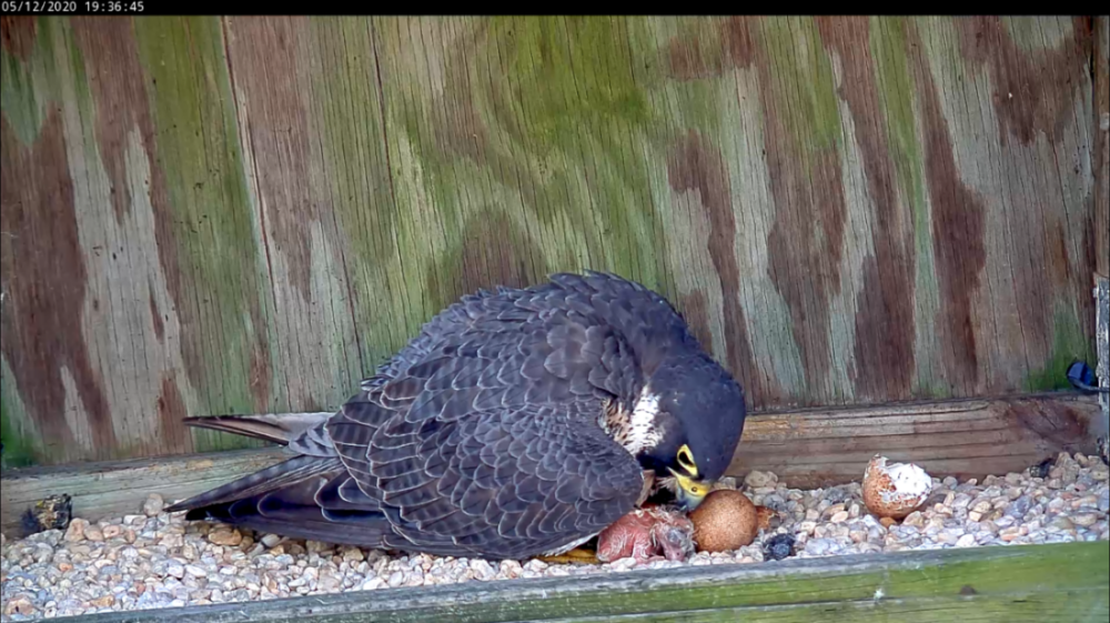 Female falcon with newly hatched chick