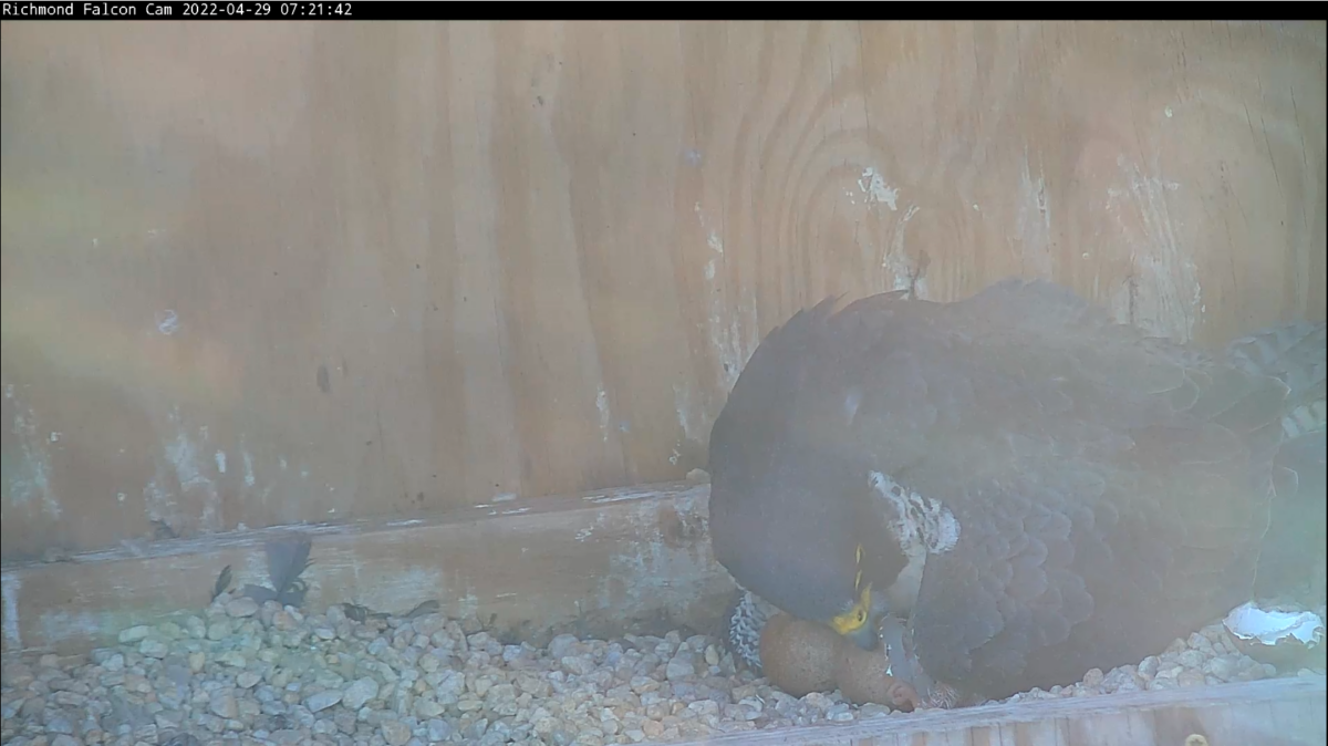 The female peregrine falcon and her first hatched chick