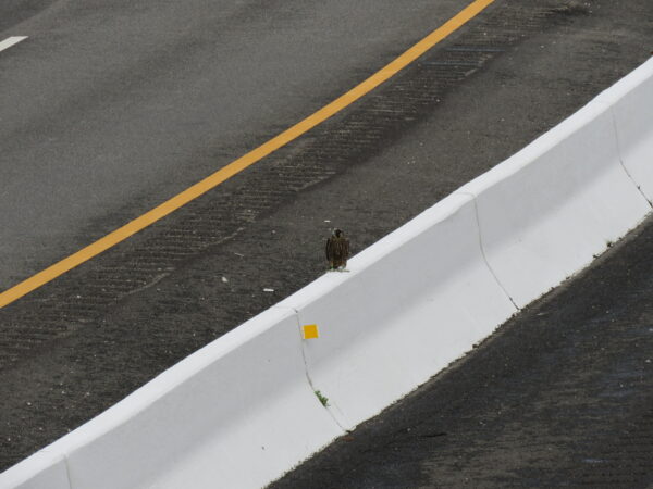 Closeup image of the falcon chick atop the barrier