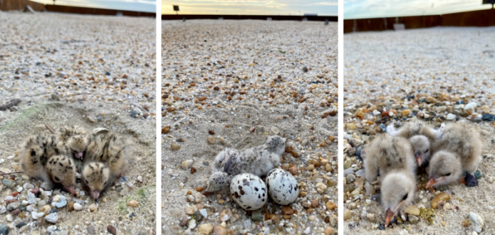 From left to right: common tern chicks, black skimmer chicks and egg, gull-billed tern chicks.