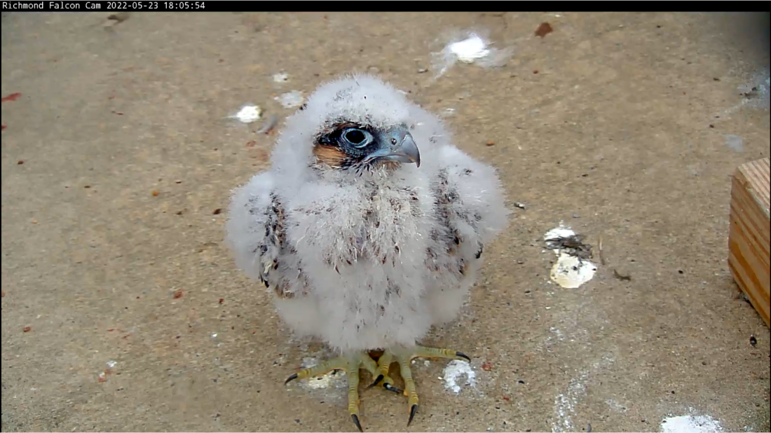 A close-up photo of one of the chicks provides a better look at its developing feathers.