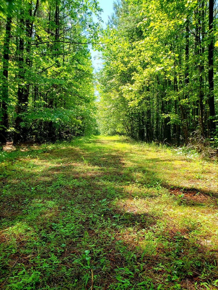 A forest trail coated with plants at Chickahominy WMA