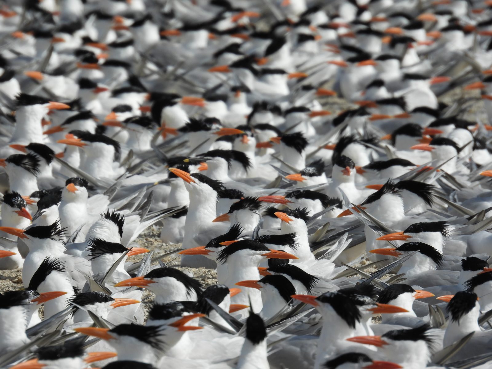 Close-up look at the nesting royal tern colony on Ft. Wool