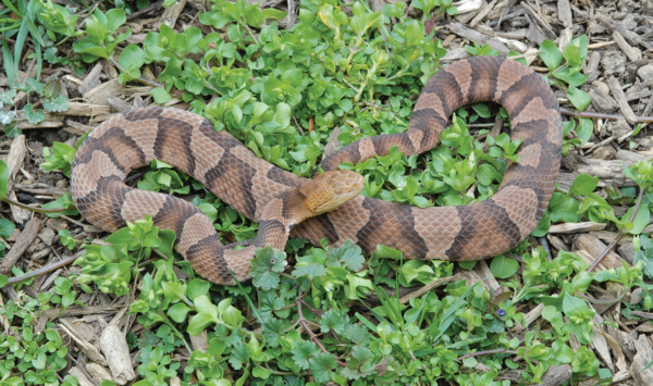 A Snake in the Grass is A Very Good Thing | Virginia DWR