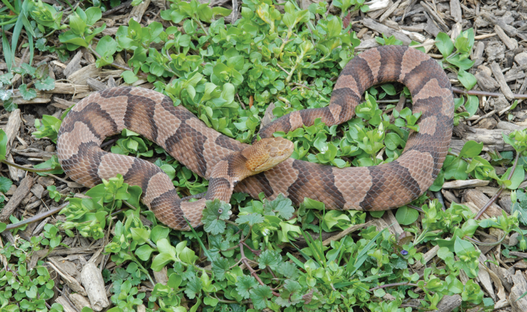 A Snake in the Grass is A Very Good Thing | Virginia DWR