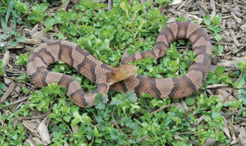 An image of an eastern copperhead in foliage; they are copper with hourglass shaped darker spots