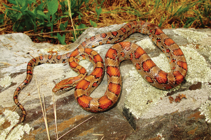 An image of a red corn snake on a rock; this snake is copper in color with dark orange spots surrounded by a black perimeter
