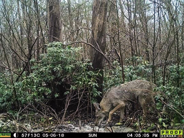 A trail camera picture of a Virginia coyote