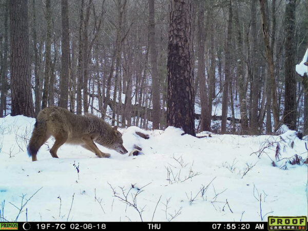 A trail camera picture of a coyote scavenging from a deer carcass