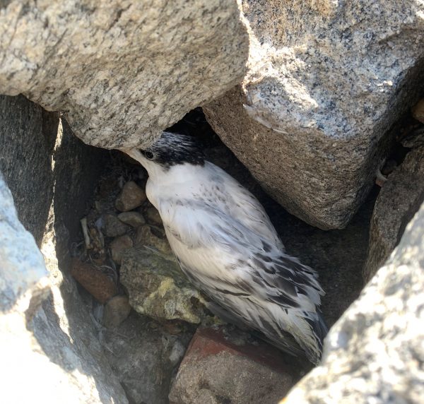 Royal tern chick seeks shelter within the Ft. Wool riprap rock formation.