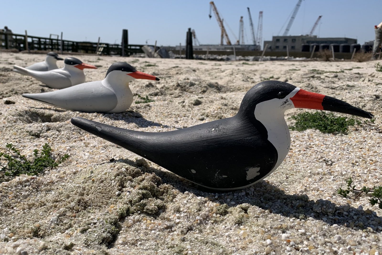 Seabird decoys used to attract the colony to Ft. Wool and the barges. 